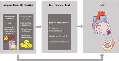 Gut Microbiota in Adipose Tissue Dysfunction Induced Cardiovascular Disease: Role as a Metabolic Organ